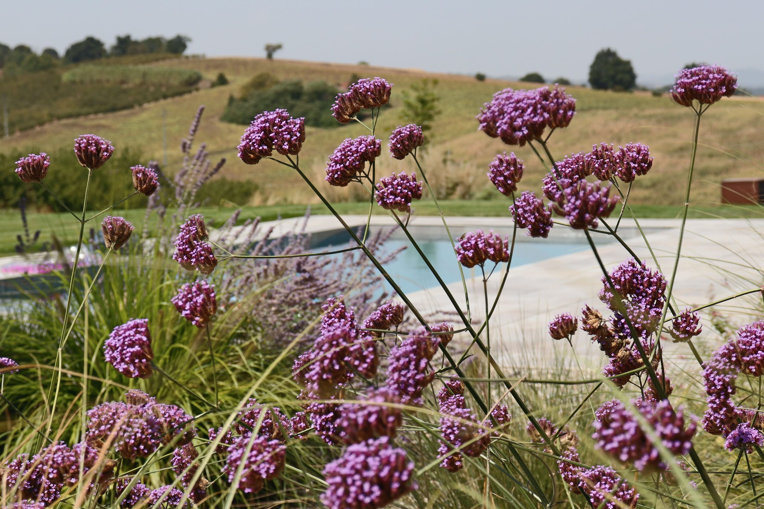 1 progetto verde Vigevano fiori da vicino