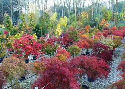 vivaio alberi